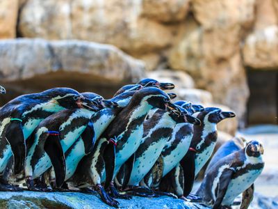 長崎ペンギン水族館