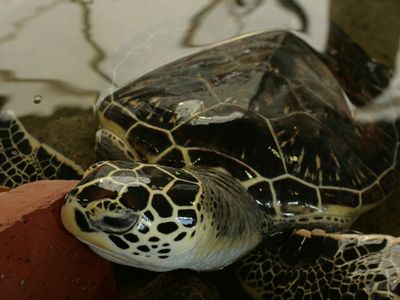 奄美海洋展示館