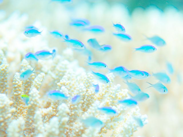 石垣島のシーズナリティイメージ