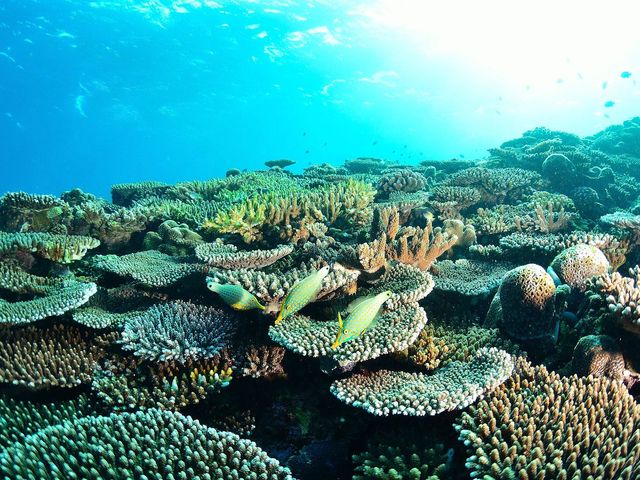 サンゴ礁の海で潜ろう おすすめダイビングポイント 東京発 沖縄ダイビングツアー予約サイト J Dive