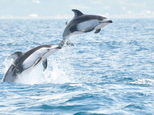 室蘭イルカ・クジラウォッチングイメージ