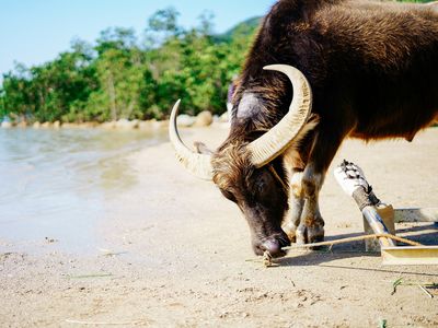 由布島の水牛