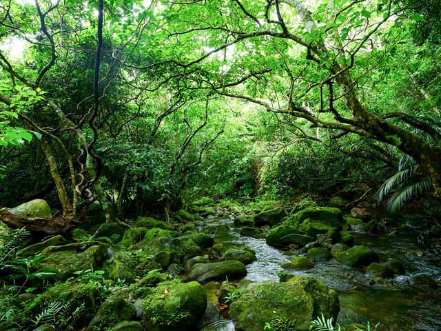 飛行機とホテルが自由に選べる 西表島フリープラン 東京発 沖縄旅行 沖縄ツアーなら格安旅行のj Trip