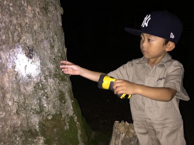 夏休み限定プラン【クワガタ採集ツアー1回付】富良野＆札幌イメージ