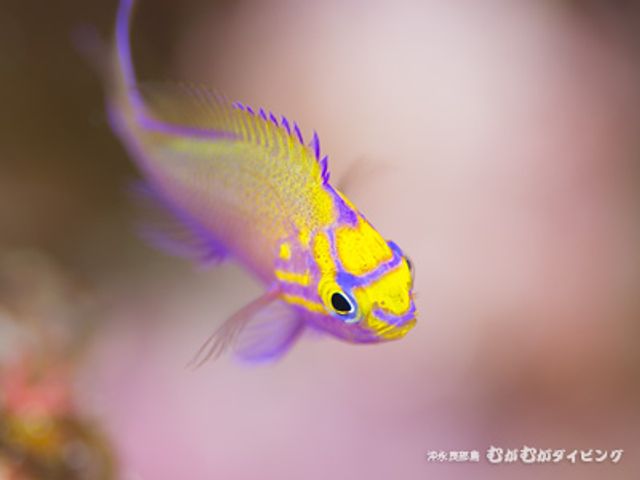 夏はマクロイメージ