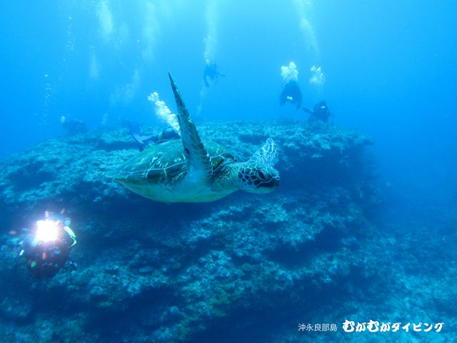 沖永良部島むがむがダイビングイメージ