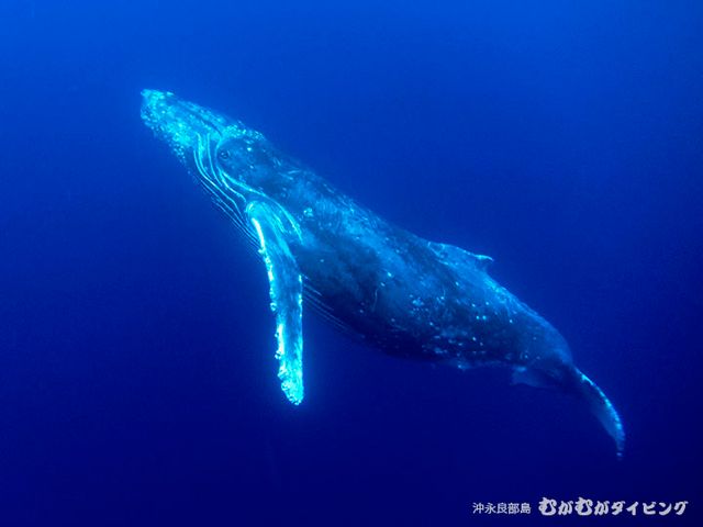 沖永良部島のシーズナリティイメージ