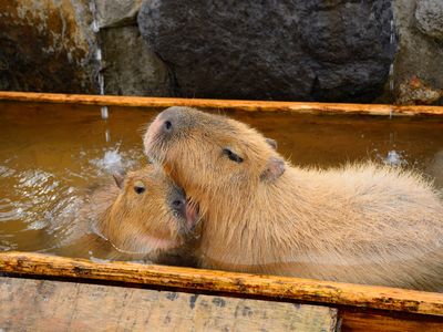 愛媛県立とべ動物園
