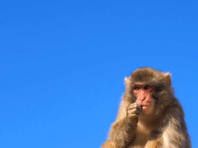 フェリー乗船券付き!小豆島フリープランイメージ