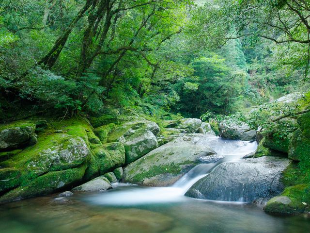 屋久島フリープランイメージ