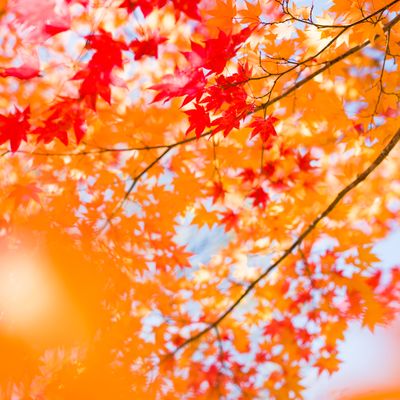 秋の紅葉旅行・ツアー特集イメージ