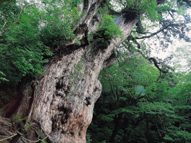 7月の屋久島ツアーは…イメージ