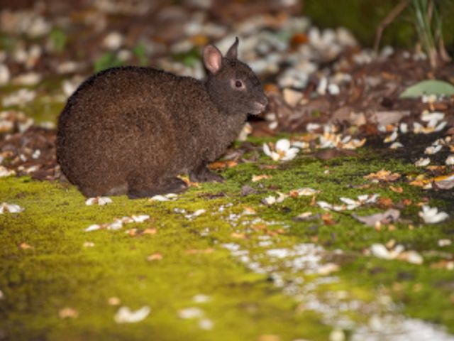 野生生物を観察ナイトツアーイメージ