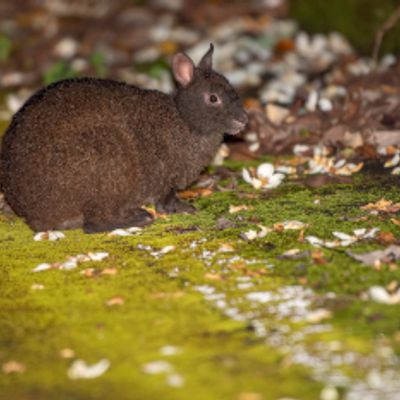 野生生物を観察ナイトツアーイメージ