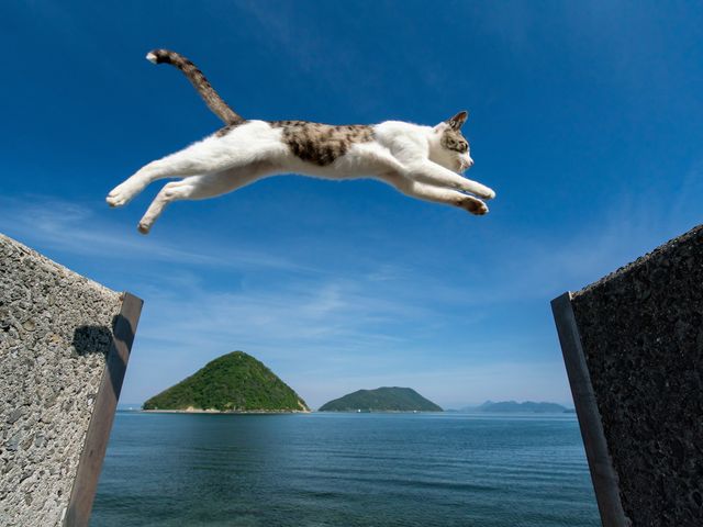 四国周遊フリープランイメージ