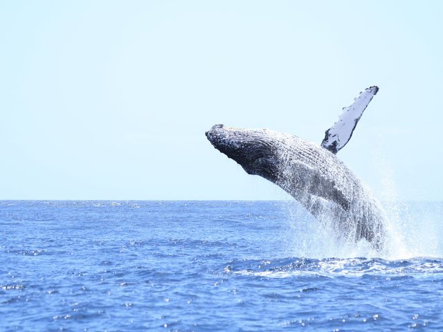 ザトウクジラに遭遇のチャンスイメージ