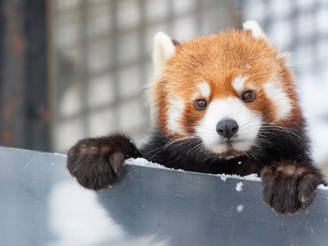 旭山動物園入園券付き♪日帰り観光バスプランが人気イメージ