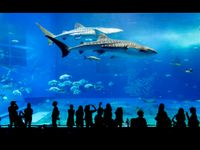 沖縄美ら海水族館が近いの画像