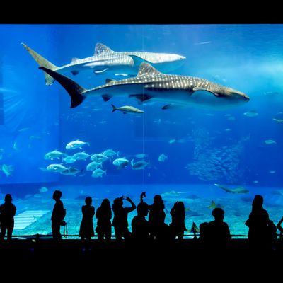 沖縄本島北部 美ら海水族館周辺 のホテル 札幌発 沖縄旅行 沖縄ツアーなら格安旅行のj Trip