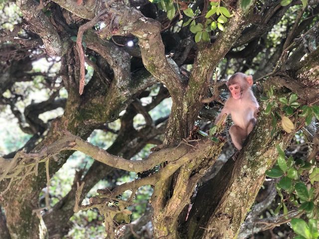 6.銚子渓おさるの国イメージ