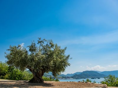 樹齢千年のオリーブ大樹