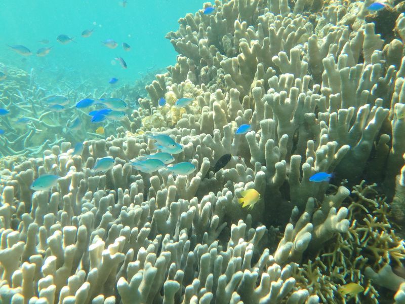 白保海岸のサンゴ礁