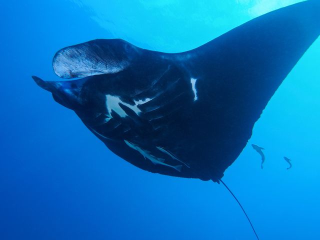 マンタを見るなら久米島ダイビングツアー 東京発 沖縄ダイビングツアーならj Dive ジェイダイブ 沖縄本島 離島格安プランが充実