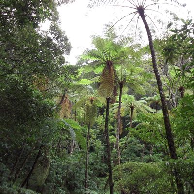 金作原探検コースイメージ