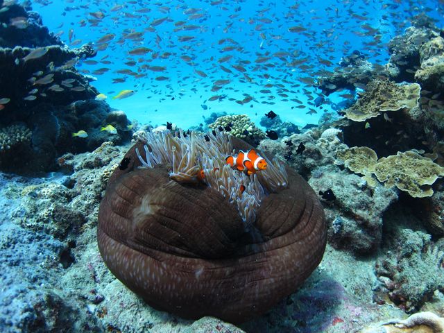 水中観光船せと 乗船券イメージ