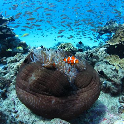 水中観光船せと 乗船券イメージ
