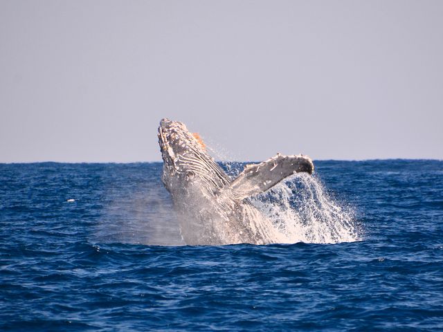 ホエールウォッチングイメージ