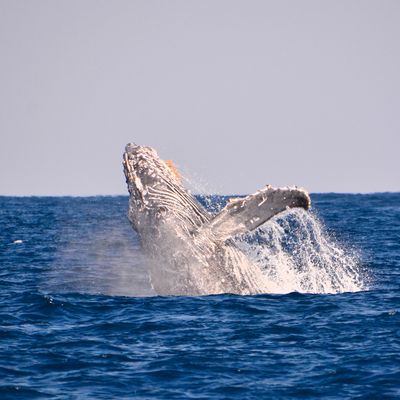 ホエールウォッチングイメージ