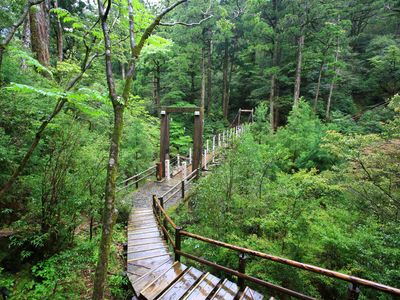 ヤクスギランド