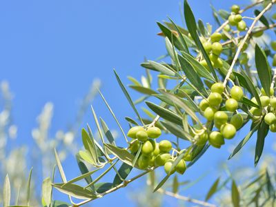 小豆島旅行フリープランイメージ