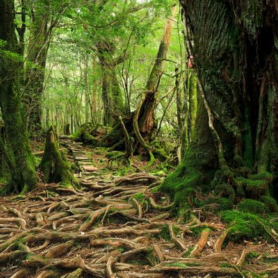専属ガイドと行く!世界遺産屋久島トレッキングツアーイメージ