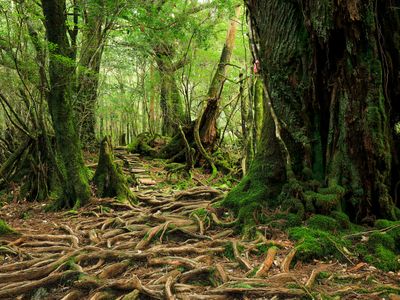 専属ガイドと行く！世界遺産屋久島トレッキングツアーイメージ