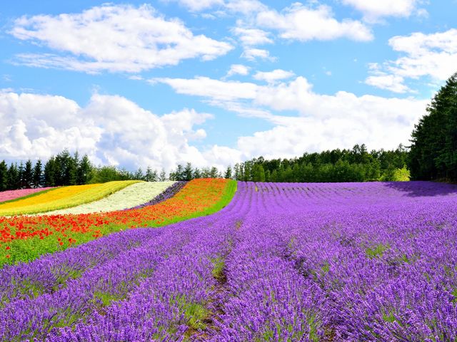 7月の北海道観光情報<br />
おすすめスポットイメージ