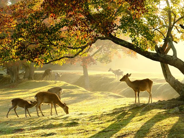 奈良公園イメージ
