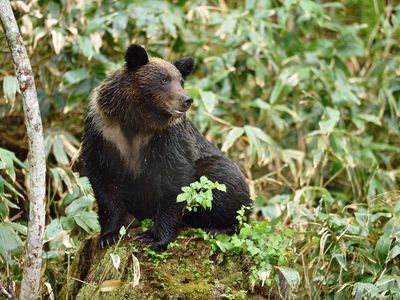 女満別空港利用》網走・知床・川湯・北見フリープラン|レンタカー付