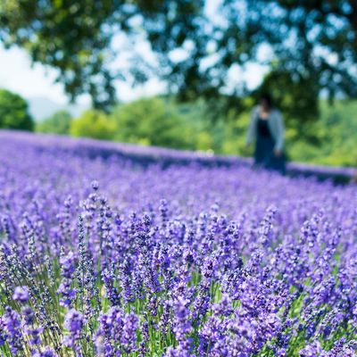 とにかく安く行きたい!6月 北海道ツアーイメージ