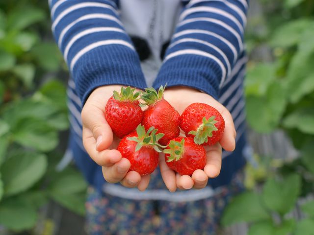 季節の味覚狩りイメージ