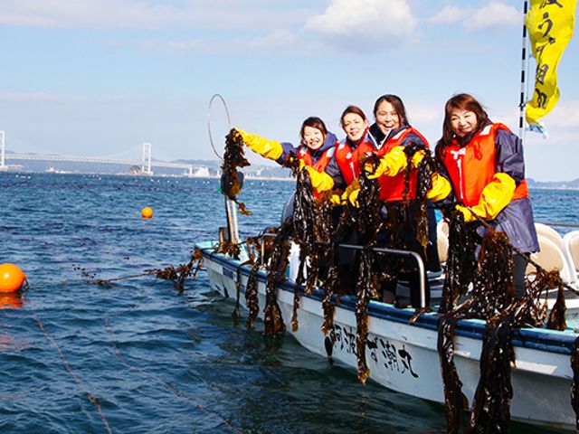 鳴門わかめ体験<br />
イメージ