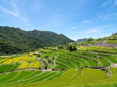 中山千枚田