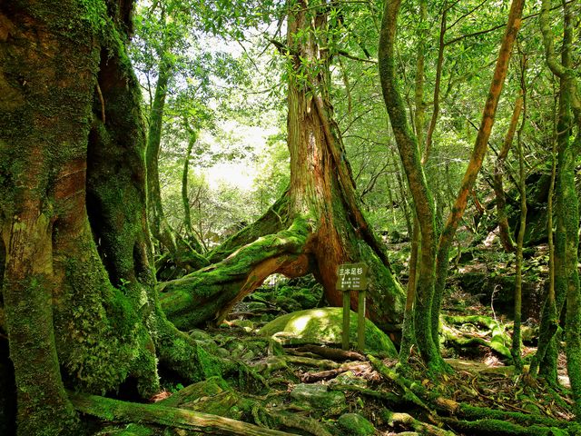 屋久島フリープランイメージ