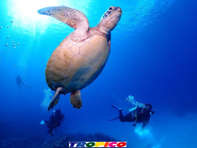 おきなわトロピコイメージ