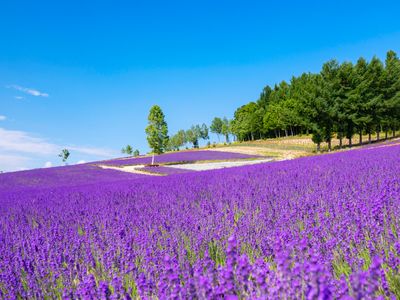 富良野・美瑛のホテルイメージ