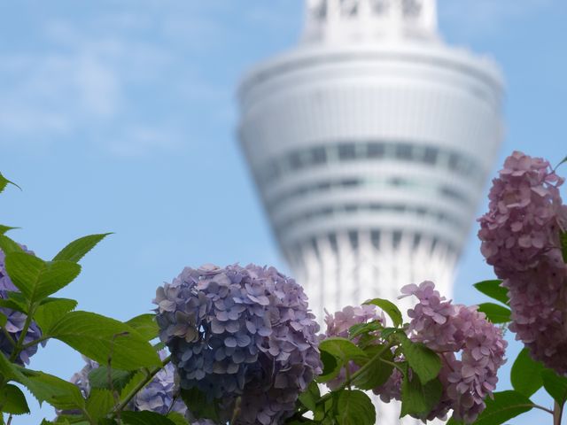 年終了 とにかく安くいきたい 6月 東京旅行 ディズニーツアー 徳島発 東京旅行 東京ツアーなら格安旅行のj Trip