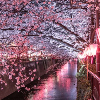 とにかく安くいきたい！4月 東京ツアーイメージ