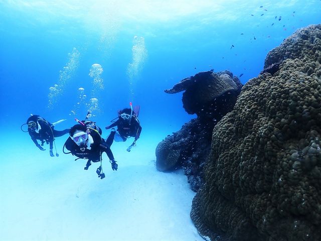 ブルータビィイメージ