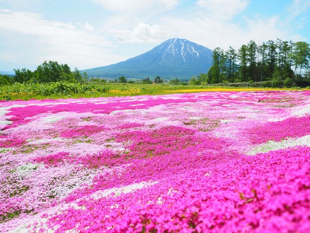 北海道周遊フリープランイメージ